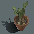 Succulent Plant With Green Leaves In Terracotta Pot On Gray Background With Shadow