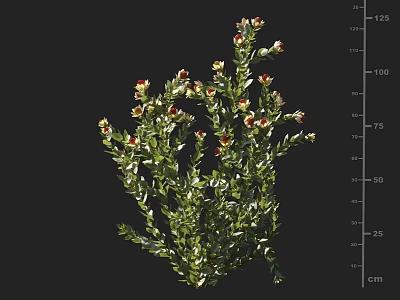 modern wood lily african tulip silver leaf tree white o mountain longan flower shrub 3d model