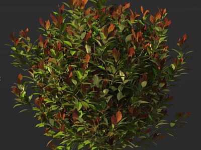 Lush Shrub with Green and Red Leaves and Dense Vibrant Foliage 3d model