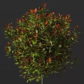 Lush Shrub with Green and Red Leaves and Dense Vibrant Foliage