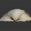 Large Ribbed Seashell With White And Orange Shiny Surface On Black Reflective Background
