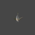 Fresh Whole Fish With Shiny Scales Tail And Clear Eyes For Cooking