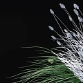 Green Herbaceous Plants With Tufted Leaves And Spiky Seed Heads In Natural Garden Setting