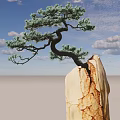 Pine Tree With Twisted Trunk And Green Needles Growing On Cracked Stone 3d model