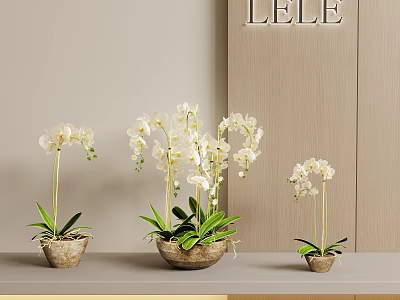 Decorative Potted Bonsai Plants With White Orchids In Brown Pots On Light Table 3d model