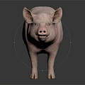 Realistic Pink Pig Standing On Black Background With Shiny Reflection 3d model