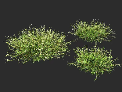 Green Grass Plants With White Flowers In Natural Clumps For Garden Decor 3d model