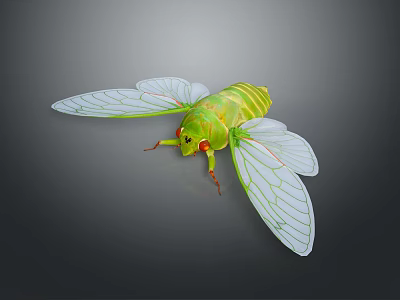 Green Cicada With Transparent Wings And Red Eyes On Dark Background 3d model