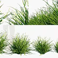 Various Types of Lush Green Grass with Small White Flowers and Lush Foliage