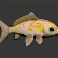 Three Colorful Koi Fish With Vibrant Yellow Orange And Spotted Patterns