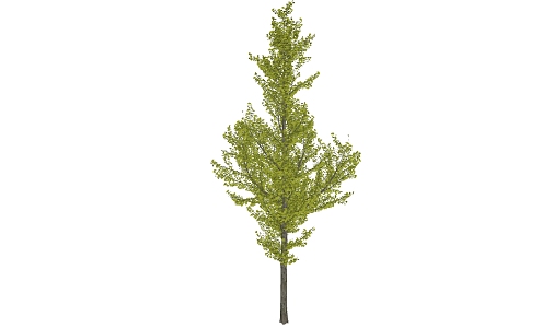 Modern Tree Ginkgo 3d model