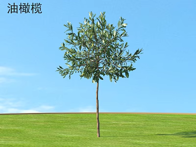 Olive Shrub With Green Leaves Standing On Lush Grass Under Blue Sky 3d model