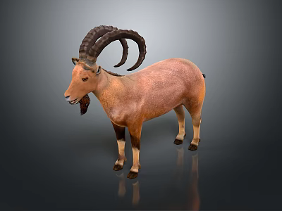 Realistic Brown Ibex With Large Curved Horns Standing On Gray Background 3d model