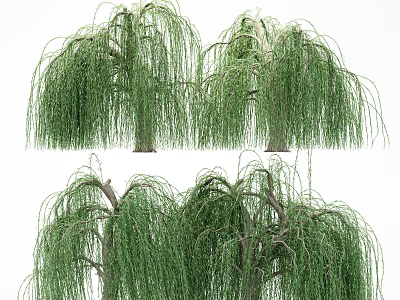 Willow Trees With Graceful Drooping Branches And Lush Green Foliage In Garden 3d model
