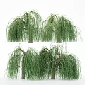 Willow Trees With Graceful Drooping Branches And Lush Green Foliage In Garden