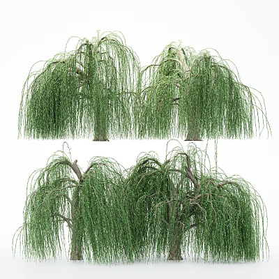 Willow Trees With Graceful Drooping Branches And Lush Green Foliage In Garden 3d model