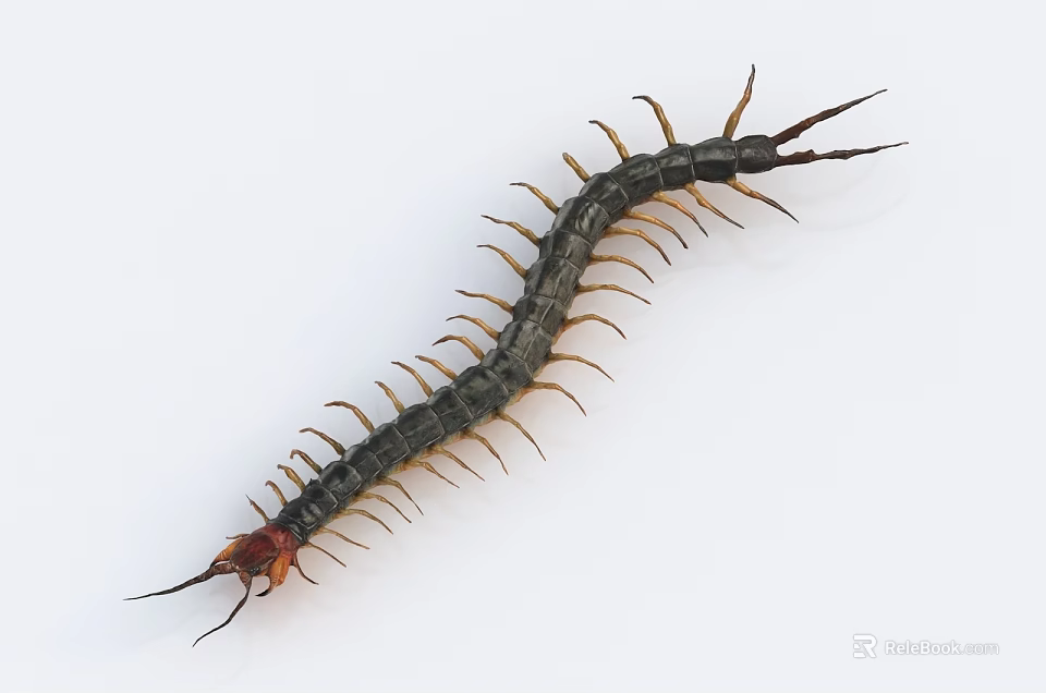 Slender Bodied Reptile With Dark Coloration Red Head Tail And Multiple Legs On White Background 3d model