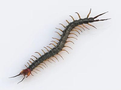 Slender Bodied Reptile With Dark Coloration Red Head Tail And Multiple Legs On White Background 3d model