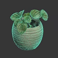 Beautiful Striped Leaf Houseplant In Textured Ceramic Pot On Dark Background