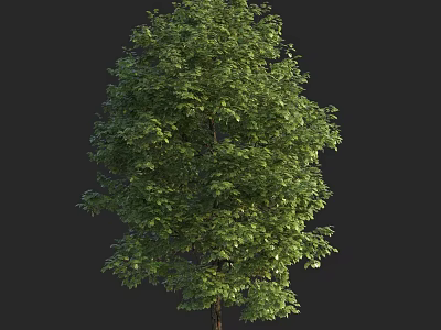 Lush Green Arbor With Dense Foliage And Strong Brown Trunk In Natural Growth 3d model