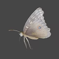 Game Movie Character Butterfly Featuring Intricate Wing Patterns And 3D Render Design 3d model