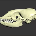 White Mammal Skull With Visible Teeth And Green Highlighted Internal Areas On Dark Reflective Background