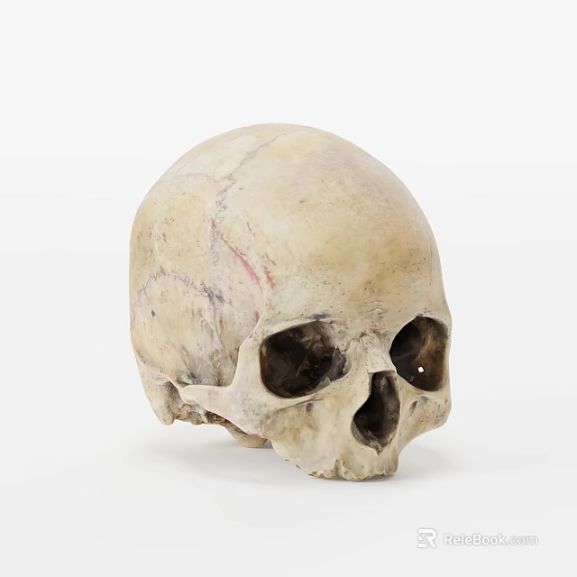 Man's Skull With Natural Bone Texture And Anatomical Details On White Background 3d model 