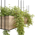 Hanging Basket Plants In Wooden Planters With Lush Trailing Greenery And Dense Leaves