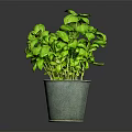 Fresh Green Basil Plant With Healthy Leaves In Gray Ceramic Pot