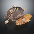 Modern turtle skeleton 3d model