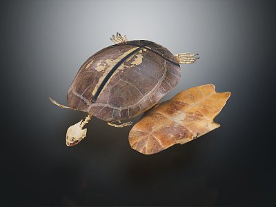 Modern turtle skeleton 3d model