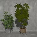 Small and Large Potted Bonsai Plants with Green Leaves in Gray Pot and Woven Basket