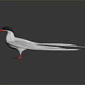 Flying Bird with White Plumage Spread Wings Red Legs and Black Head