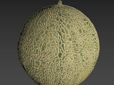 Fresh Ripe Cantaloupe Fruit With Green Netted Skin And Round Shape 3d model