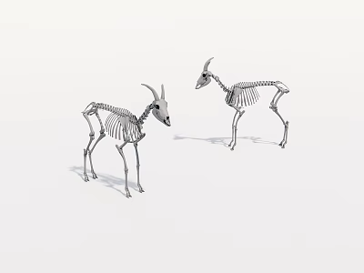Two Animal Skeleton Models With Detailed Bone Structure On White Background 3d model