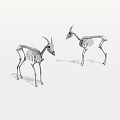 Two Animal Skeleton Models With Detailed Bone Structure On White Background