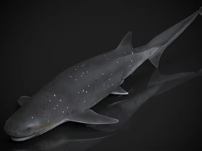 Gray Shark With White Spots Resting On Smooth Surface Showing Reflection 3d model