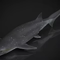 Gray Shark With White Spots Resting On Smooth Surface Showing Reflection 3d model