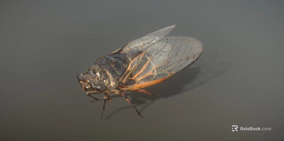 Cicada as Flying Insect With Transparent Wings Black Body And Orange Stripes On Gray Background 3d model 