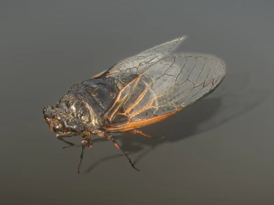 Cicada cicada with flying animation 3d model Cicada cicada with flying animation 3d model