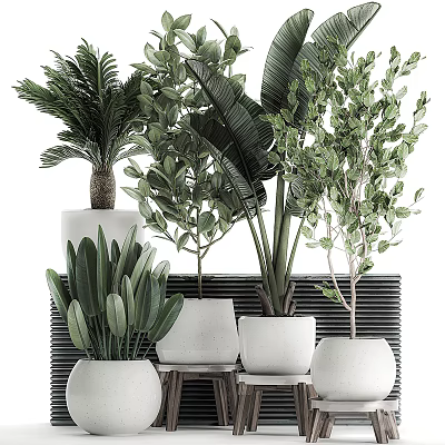 Various Green Potted Plants In White Pots With Decorative Backdrop And Foliage 3d model