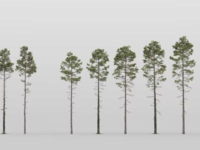Pine Trees in a Row with Slender Trunks and Green Canopies on Gray Background 3d model