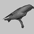 Black Crow Perched On Wooden Branch With Gray Background And Detailed Feathers
