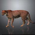 Realistic Cheetah With Spotted Fur Standing Alert On Dark Reflective Surface 3d model