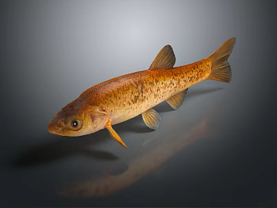Orange Yellow Fish Shaped Decorative Ornament For Home Interior Decoration 3d model