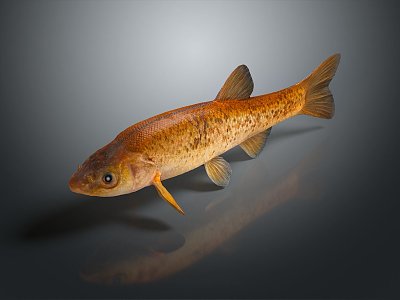 Catfish Carp Sturgeon Bass Freshwater Fish Various Carp Grass Carp Crucian Carp 3d model