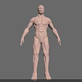 Detailed 3D Rendered Man Full Body Anatomical Model on Gray Background