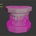 White Dental Teeth Model Displaying Anatomical Structure For Oral Care Study 3d model