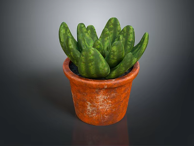 Succulent Plant with Green Spotted Fleshy Leaves in Rustic Terracotta Pot on Dark Reflective Surface 3d model