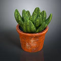 Succulent Plant with Green Spotted Fleshy Leaves in Rustic Terracotta Pot on Dark Reflective Surface